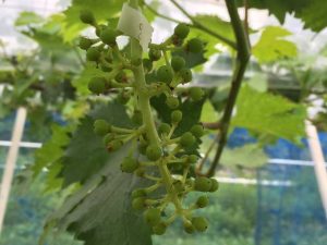 s-ジベ後　粒２